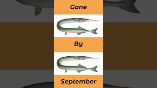 When To Catch Garfish In The UK Seasons seafishinguk fishingtutorial [upl. by Westleigh]