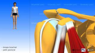 Muscle coracobrachial [upl. by Chryste]