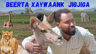 BEERTA XAYAWAAN EE JIGJIGA 2024 [upl. by Annonyw153]