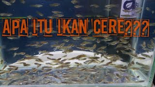 APA ITU IKAN CERE DAN BAGAIMANA BENTUKNYA [upl. by Gardner957]