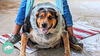 Dog Looked Like A Potato But Becomes One Active Pooch  Cuddle Buddies [upl. by Arakaj]