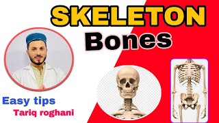 Skeleton system  appendicular skeleton and axial skeleton Bone Anatomy [upl. by Suhpesoj913]