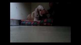 Soin REIKI sur un chien maltraité [upl. by Cand91]