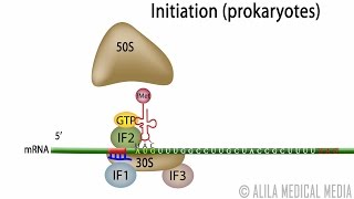 Animation of Protein Synthesis Translation in Prokaryotes [upl. by Llerred742]