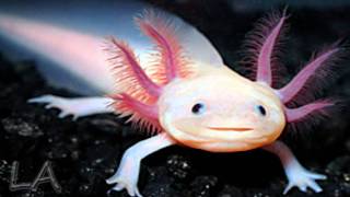 Axolotl [upl. by Swartz]