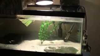 Spiny Softshell turtle care video [upl. by Hafital340]