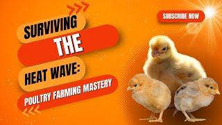 5 THINGS EVERY POULTRY FARMER MUST DO THIS HOT HARMATTAN SEASON [upl. by Lauretta620]