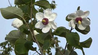 Magnolia sieboldii [upl. by Anaud136]