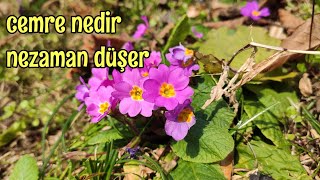 Cemre nedir nasıl düşer [upl. by Alyssa]