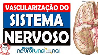 VASCULARIZAÇÃO DO SISTEMA NERVOSO  POLÍGONO DE WILLIS [upl. by Brunell]