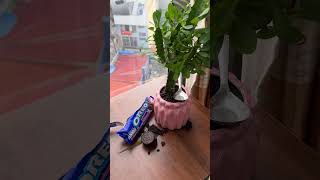 BABY Comedy  Eat soil in potted plants👶 [upl. by Demahom]