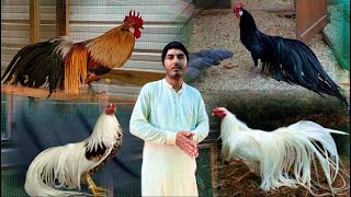 Visit Fancy Poultry Farm In Punjab Rare Long Tale Chicken Free Range Murgi Farm Hsn White Shamo [upl. by Phillis507]