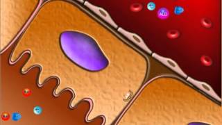 USMLE® Step 1 High Yield Cardiology Congestive Heart Failure Animation [upl. by Ymled496]