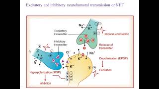 Neurohumoral transmission [upl. by Izawa]