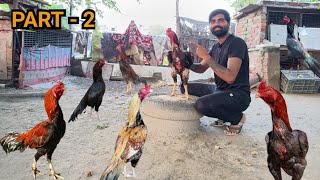 Aseel Murge Part 2  Aseel Roosters  Aseelmurgbaaz [upl. by Hess]