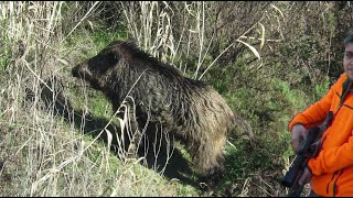 BOL YATAK SESLİ YABAN DOMUZU AVI PERFECT WILDBOAR HUNTINGCHASSE AU SANGLIER2024 OCAK [upl. by Christalle]