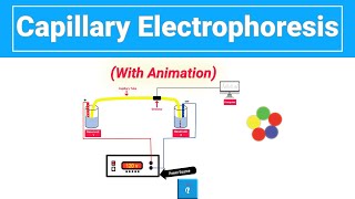 Capillary Electrophoresis with animation [upl. by Shifra]