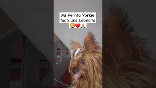 Mi Perrita tosa una Leoncita🦁 music hiphop rap yorkiepuppy animales [upl. by Rehpoitsirhc]