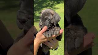 Black brindle Cane Corso female six weeks old ❤️❤️ [upl. by Netsirhc]