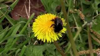 BOURDON des Pierres  Bombus lapidarius  Hyménoptère  BRUITX [upl. by Erdnoid]