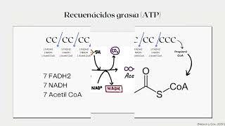 Beta Oxidacion 1 [upl. by Aruam]