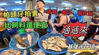 基隆崁仔頂～帕頭仔拍賣～比飼料還便宜～螃蟹、蝦子、龍紋鯊～通通來 [upl. by Nyrehtac913]