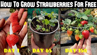 How To Grow Strawberries From Seed  SEED TO HARVEST [upl. by Nuri]