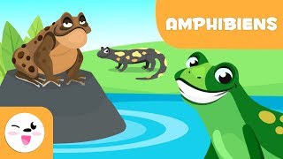 Les amphibiens pour enfants  Les animaux vertébrés  Sciences naturelles pour enfants [upl. by Sellig]