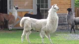 Llamas running at StoneBridge Farm [upl. by Lavinia404]