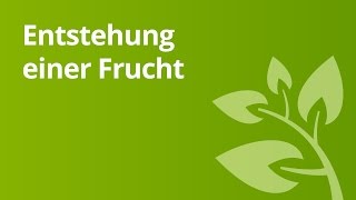 Wie Früchte entstehen der Apfel  Biologie  Pflanzen und Pilze [upl. by Mayberry]