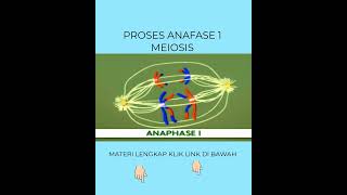 TAHAPAN SELAMA ANAFASE 1 PEMBELAHAN MEIOSIS [upl. by Enyalaj]