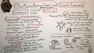 Innate Immunity  One Minute Medical School [upl. by Ellevehc]