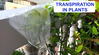 TRANSPIRATION IN PLANTS  Why is Transpiration Important  How Plants Release Water  Transpiration [upl. by Aubrey961]