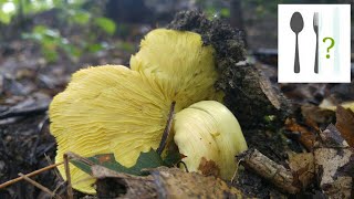 Gąska zielonka odmiana topolowa  Tricholoma equestre var populinum Jaworzno [upl. by Alyakcim]