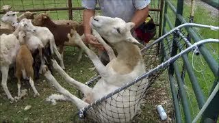 Katahdin Sheep Trimming Hooves and Tagging Ears [upl. by Anahoj938]