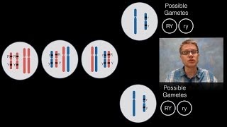 Chromosomal Inheritance [upl. by Drud]