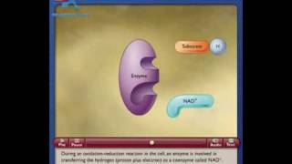 NAD How the NAD Works in Cell [upl. by Deraj366]