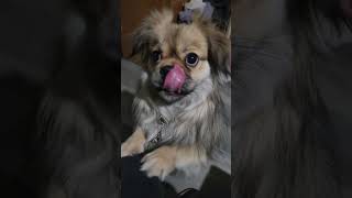 LITTLE EARL SAYS 👋 dog doglover funny [upl. by Pittel]