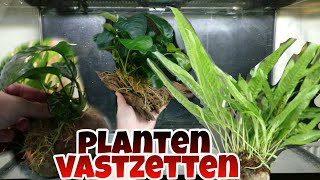 Aquariumplanten LIJMEN en BINDEN op hout amp steen Nickey [upl. by Iramat]