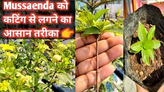 Mussaenda Flower PlantHow to take cutting of Mussaenda Plantसालभर फूल देने वाला परमानेंट पौधा [upl. by Mansur]