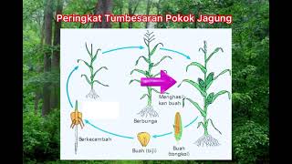 Tumbesaran Tumbuhan [upl. by Hermina]