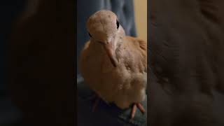 Our Ringneck Doves are the sweetest 317 7561680 We do ship dove birds pets [upl. by Seuqram]