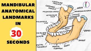 LETS DRAW MANDIBLE IN 30 SECONDS  MANDIBLE ANATOMICAL LANDMARKS [upl. by Powers]