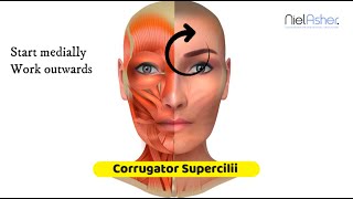 Corrugator Supercilii Muscle  Massage Anatomy [upl. by Ediva550]