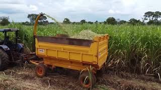 Silagem BRS Capiaçu  New Holland TL 75 Ensiladeira JF Área Total [upl. by Shawn]