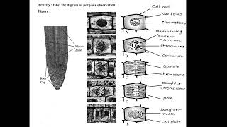 Biology Practical  Study of mitosis using onion root tip Class 11th std [upl. by Durrace]