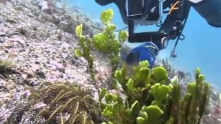 Amazing Found in Anilao Secret Bay  Halimeda Ghost Pipefish [upl. by Ysak66]