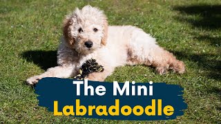 Mini Labradoodle 11 Reasons This Dog Should Be Your Next Family Member [upl. by Freeland211]