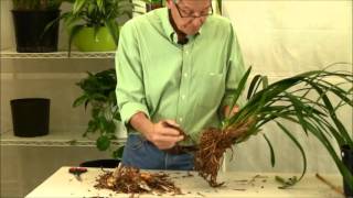 Repotting Cymbidium Orchids [upl. by Aihsenal]