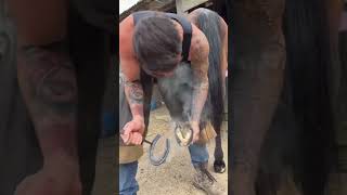 Horses Foot Triming horse farming animals hoofcleaning [upl. by Airaet651]